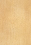 「プライ、アルストニア、ミルキィパイン」（キョウチクトウ科　Alstonia scholaris, A.angustifolia, A.spathulata）